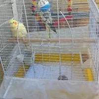 یه جفت عروس هلندی