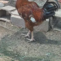 خروس نژاد دار