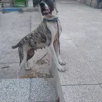 واگذاری سگ نگهبان ماده داگو افغان