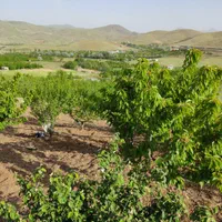 زمین کشاورزی 1900متری در روستای قلیان|فروش زمین و ملک کلنگی|سنندج, |دیوار