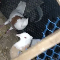 کبوتر طوقی اشعل