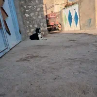 سگ قدرجونی