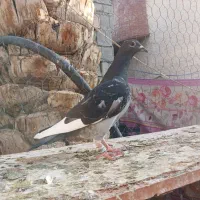 جوجه پلاکی|پرنده|خرمشهر, |دیوار