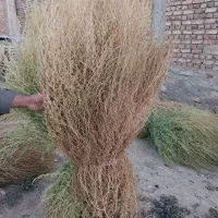 جارویه طبیعی به فروش میرسد قیمت مناسب