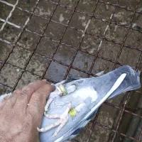 6عدد جوجه با یک عدد نر پلاکی|پرنده|کویرات, |دیوار