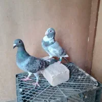 کبوترفروشی