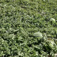 هندوانه|خوردنی و آشامیدنی|میلاجرد, |دیوار