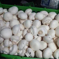 پرورش قارچ|خوردنی و آشامیدنی|مشگین شهر, |دیوار