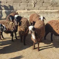 بره|حیوانات مزرعه|فیروزآباد (لرستان), |دیوار