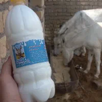 شیر تازه الاغ دوشیدن در حضور خودتان