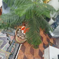 گل گاج|گل و گیاه طبیعی|اردبیل, |دیوار