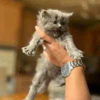 دختر اسکاتیش مدیوم هیر|گربه|خرم‌آباد, |دیوار