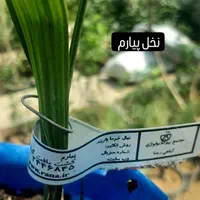 نخل کشت و بافت شرکت رعنا کرج|خدمات باغبانی و درختکاری|لامرد, |دیوار