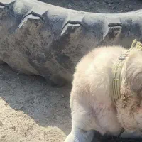 سگ عراقی گم شده