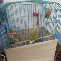 طوطی برزیلی هلویی