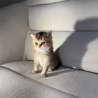 اسکاتیش و بریتیش|گربه|رشت, گلسار|دیوار