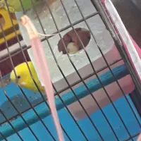 مرغ عشق|پرنده|محمدیه-قزوین, |دیوار