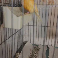 قناری پرتقالی|پرنده|تهران, شهران شمالی|دیوار
