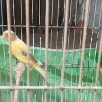 قناری نر سبز ماده زرد جوان آماده جفت|پرنده|رشت, بازار|دیوار
