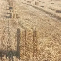 کاه گندم پرس