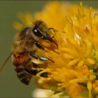 فروش زنبور عسل