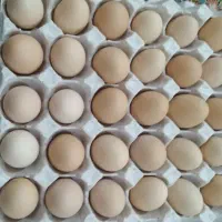 تخم مرغ محلی ارکانیک