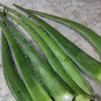 برگ تازه آلوئه ورا
