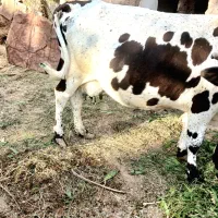 گاو وگوساله