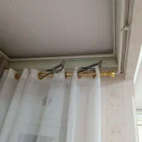 عروس هلندی نر و ماده