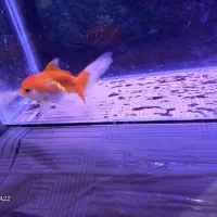 ماهی گلد فیش و ماهی گوپی|ماهی|مشهد, اروند|دیوار