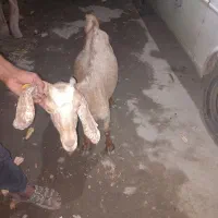 بز پاکستانی هم برا کشتن هم برا داشتی