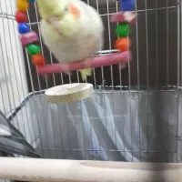 پرنده|پرنده|تهران, نظام‌آباد|دیوار