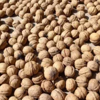 گردو اعلا درجه 1 (تویسرکان)  مستقیم از باغ