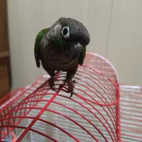 طوطی گرینچیک