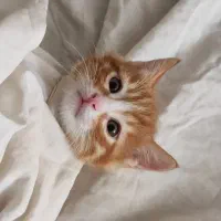 واگذاری بچه‌گربه ناز به سرپرست دلسوز