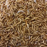 میلورم و سوپرورم آموزش و تجهیزات و تولیدات|خزنده|خمینیشهر, |دیوار