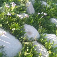 دانه کلزا برداشت امسال