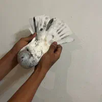 سه عدد کفتر نر،سرور هما،سوسکی،جوجه طوقی