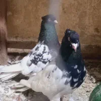 کبوتر کله دار به شرط تخم وجوجه