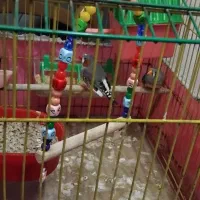 پرنده|پرنده|پاکدشت, پاکدشت (مامازند)|دیوار