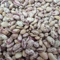 انواع حبوبات درجه زیر قیمت مغازه