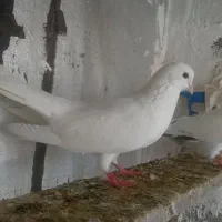 کبوتر فروشی