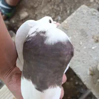 یه کفتر ماده طوقی