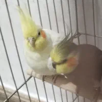 عروس هلندی جفت نر و ماده