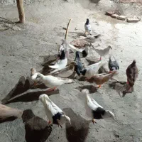 35تاکبوتررنگی