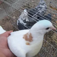 بهترین کبوتر|پرنده|شاهین دژ, |دیوار