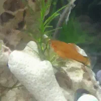 ماهی قیمت مناسب