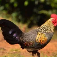 ۱۲عدد خروس بزرگ و کوچیک