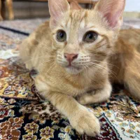 واگذاری گربه رایگان