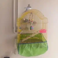 فروش عروس هلندی